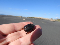 Pericoptus