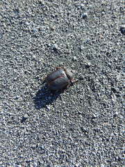 Pericoptus