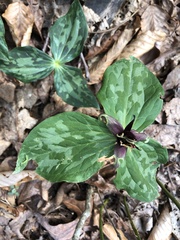 Trillium stamineum