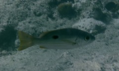 Lutjanus ehrenbergii