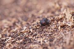 Coleoptera