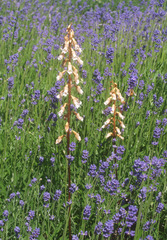 Gastrodia sesamoides