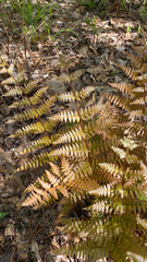 Dryopteris erythrosora