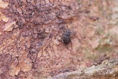 Curculio vicetinus