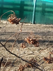 Physocarpus opulifolius