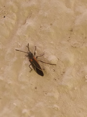 Ochrimnus lineoloides