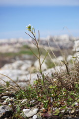 Arabis recta