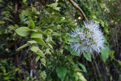 Metrosideros colensoi