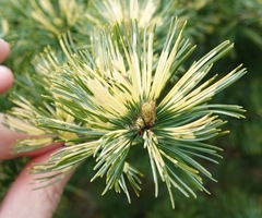 Pinus parviflora