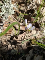 Cardamine nuttallii dissecta