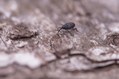 Curculio vicetinus