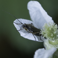 Irbisia californica