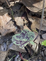 Cardamine nuttallii dissecta