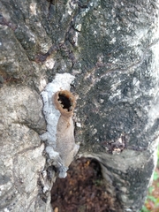 Nannotrigona testaceicornis