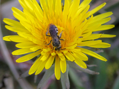 Lasioglossum sexnotatum