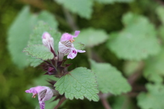 Lamium garganicum