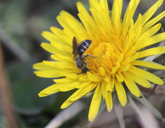 Lasioglossum sexnotatum
