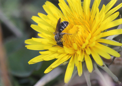 Lasioglossum sexnotatum