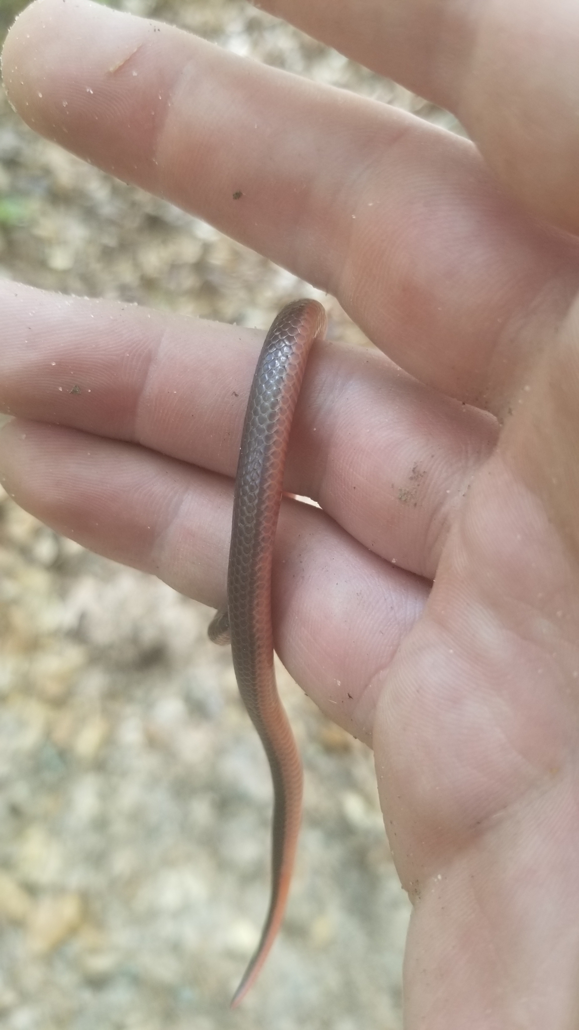 Carphophis amoenus helenae