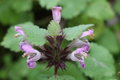 Lamium garganicum