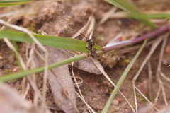 Nomada