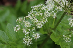 Lecokia cretica