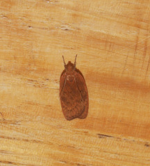 Phaeosaces coarctatella