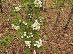 Crataegus ouachitensis