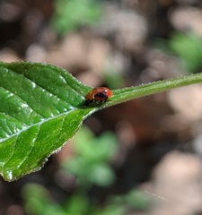 Tropidosteptes amoenus