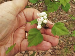 Crataegus ouachitensis