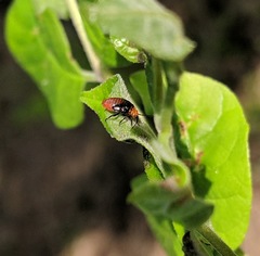 Tropidosteptes amoenus