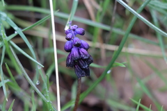 Muscari inconstrictum