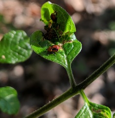 Tropidosteptes amoenus