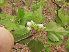 Crataegus ouachitensis