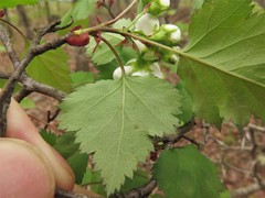 Crataegus ouachitensis