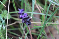 Muscari inconstrictum
