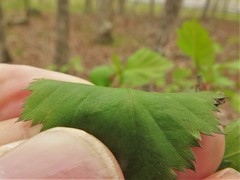 Crataegus ouachitensis