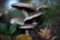 Agaricus xanthodermus