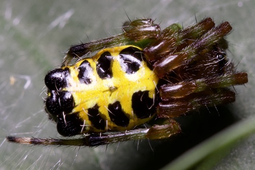 Alpaida truncata