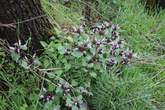 Lamium garganicum