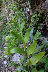 Asplenium lepidotum