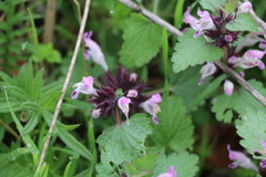 Lamium garganicum