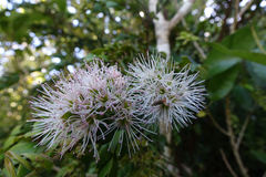 Metrosideros colensoi