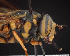Spilomyia alcimus