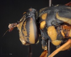 Spilomyia alcimus