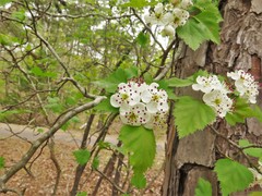 Crataegus ouachitensis