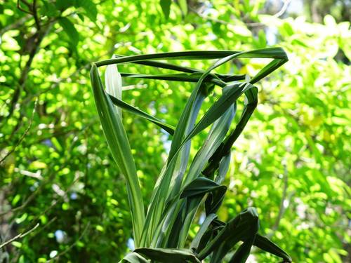Forest Cabbage Tree (Cordyline banksii)