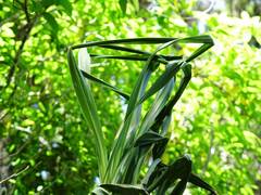 Forest Cabbage Tree (Cordyline banksii)