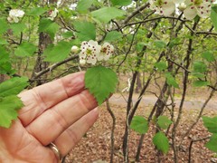 Crataegus ouachitensis