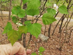 Crataegus ouachitensis